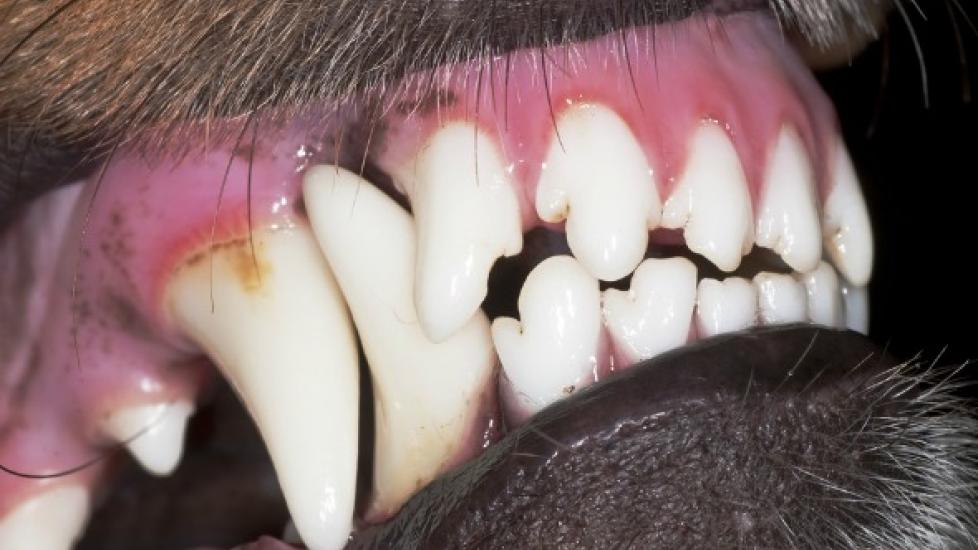 Tooth Fracture in Dogs