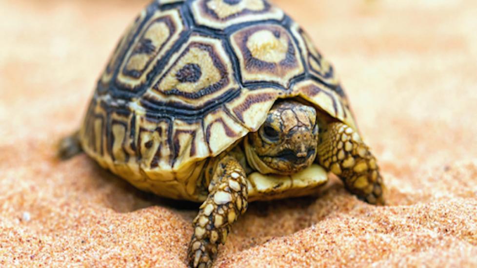 Skin and Shell Infection in Reptiles | PetMD