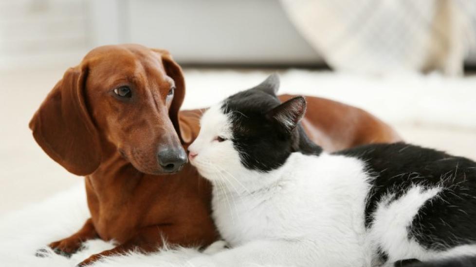 can-i-get-toxoplasmosis-from-my-dog
