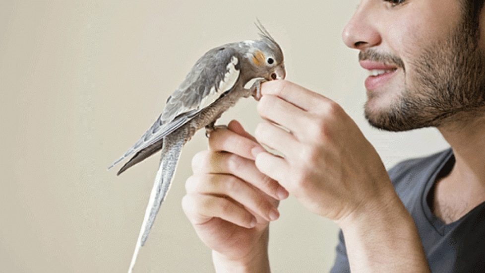 How to Train Birds Not to Bite