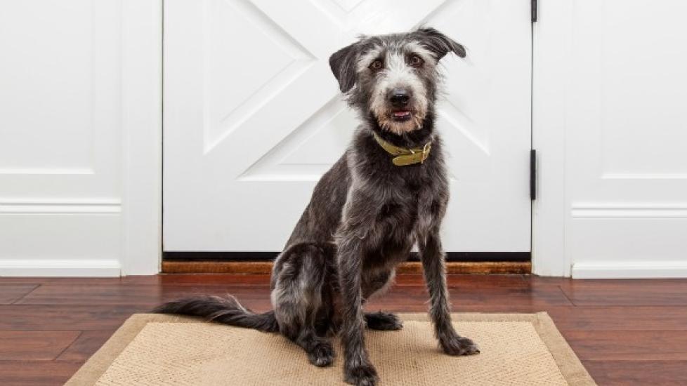 Transitional Cell Carcinoma of the Urinary Tract in Dogs