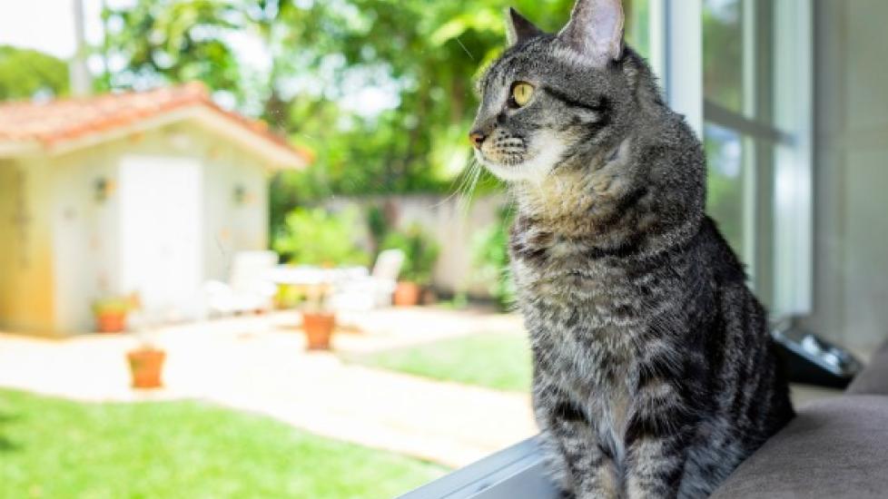 Treating Your Cat's Kidney Disease at Home