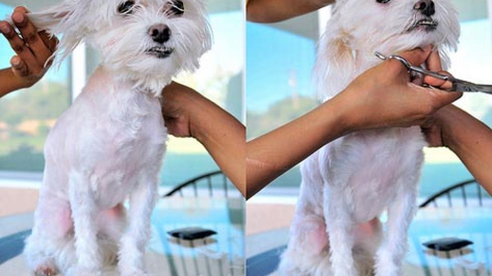 Choosing the Right Dog Groomer in Steps PetMD