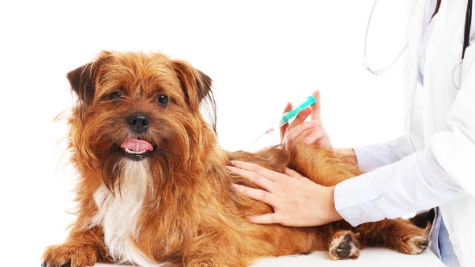 Tumor Related to Vaccinations in Dogs