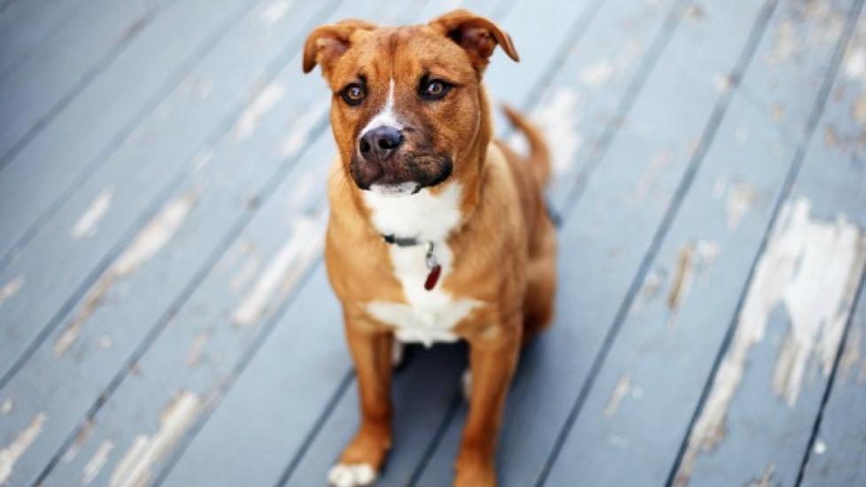 Tumor of the Thymus in Dogs PetMD