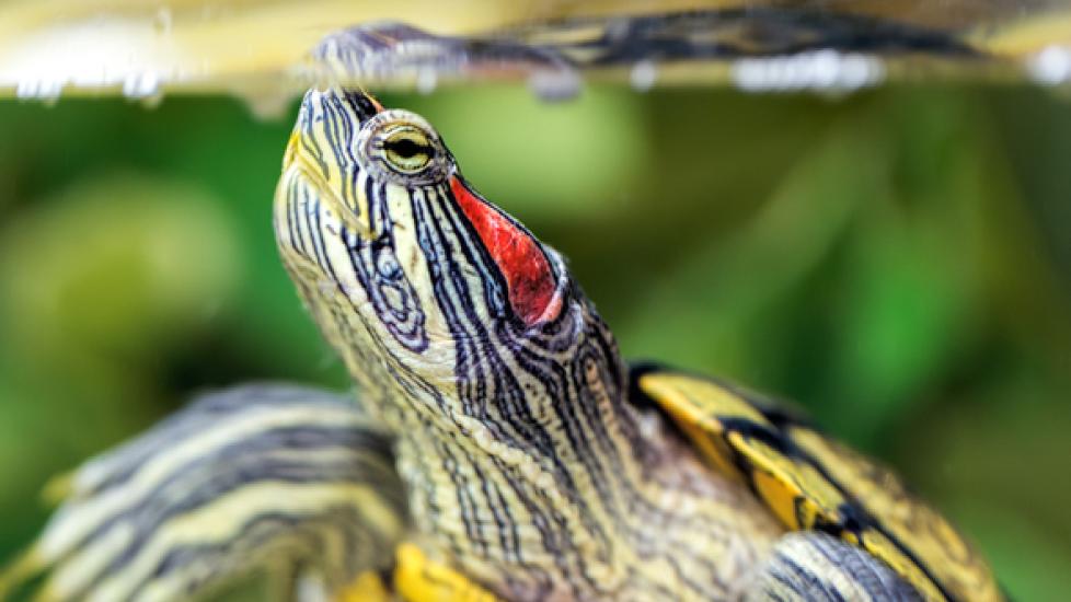 Ear Infections in Turtles and Tortoises