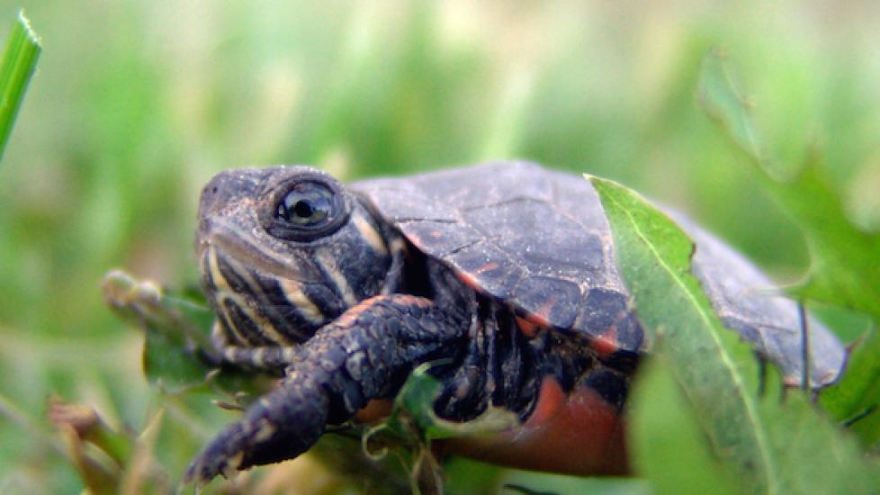 How Big do Turtles Get? PetMD