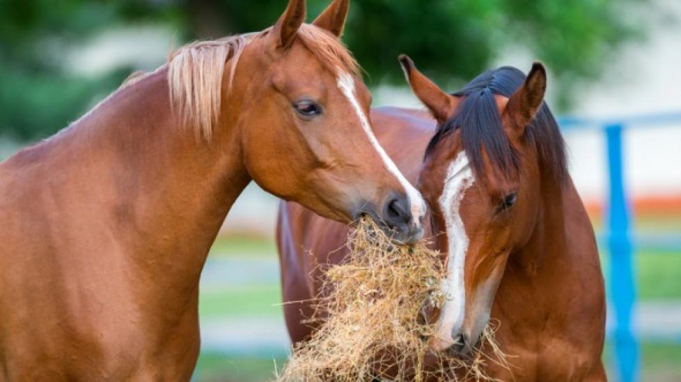 How to Keep Moldy Horse Hay from Endangering Your Horse