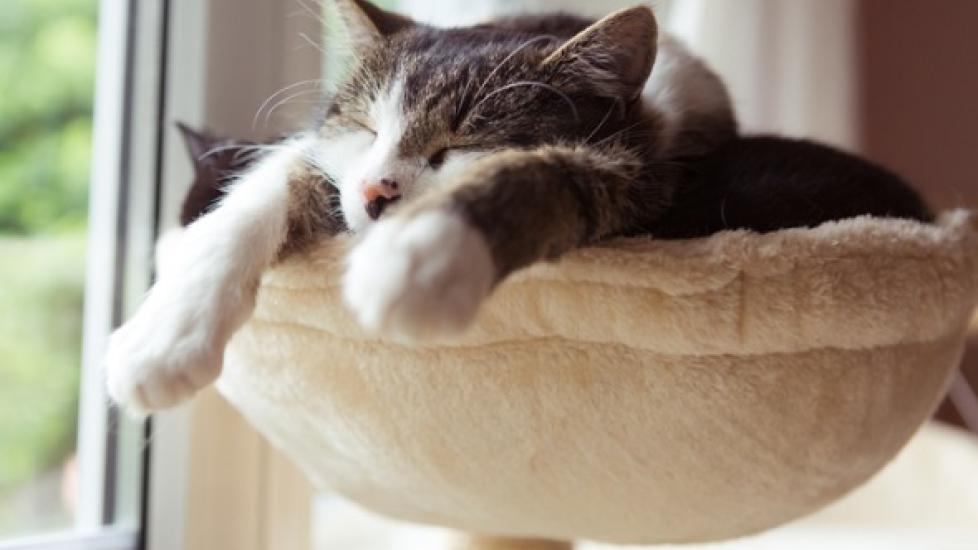 3 Alternatives to Cat Trees That Will Give Your Kitty a Lift