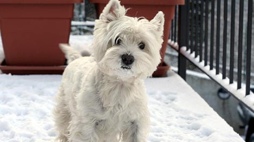 Caring for Your Pet’s Skin During the Winter Season