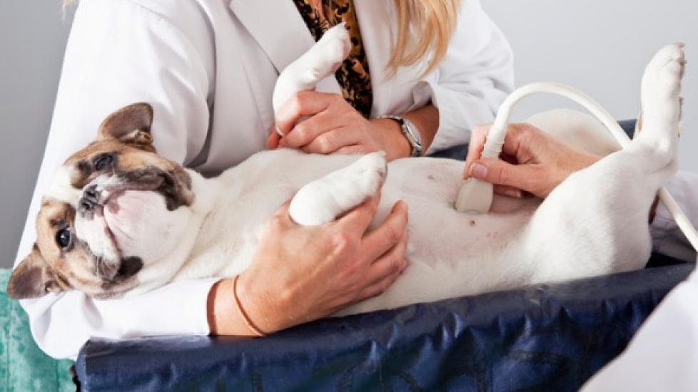 Ultrasound for cheap dogs cost