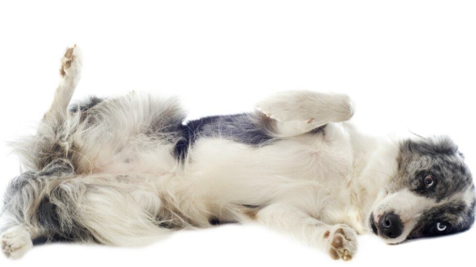 Umbilical Hernia in Dogs - Dog Hernia | PetMD