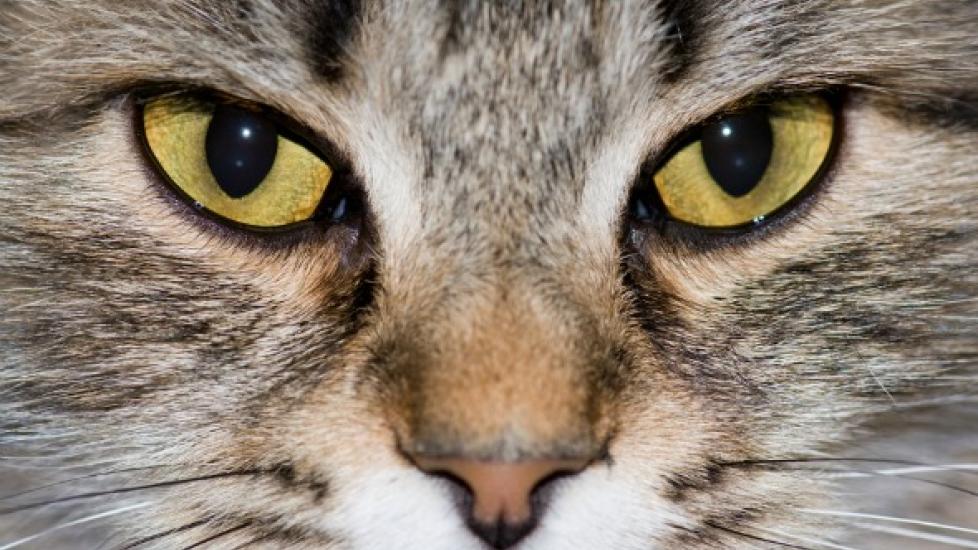 Anisocoria in Cats Causes, Treatment, and FAQs PetMD