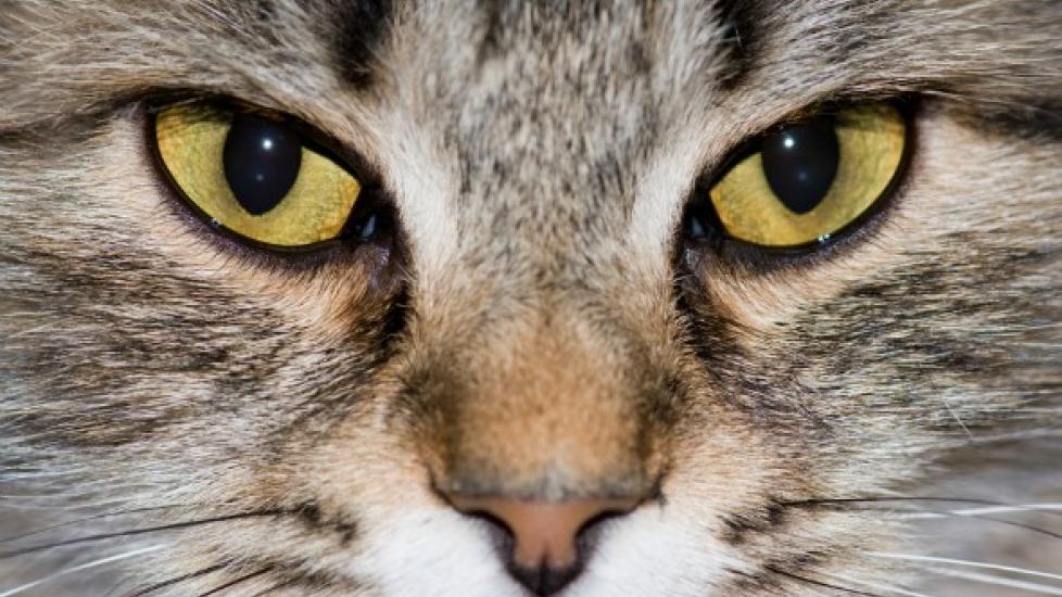 Anisocoria in Cats (Cat Pupils Different Sizes)