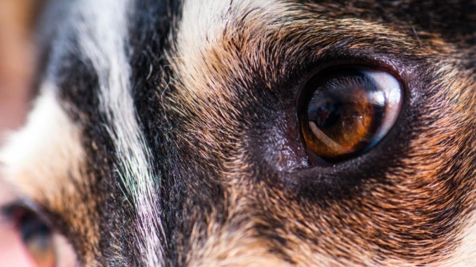 why are dogs pupils bigger than humans