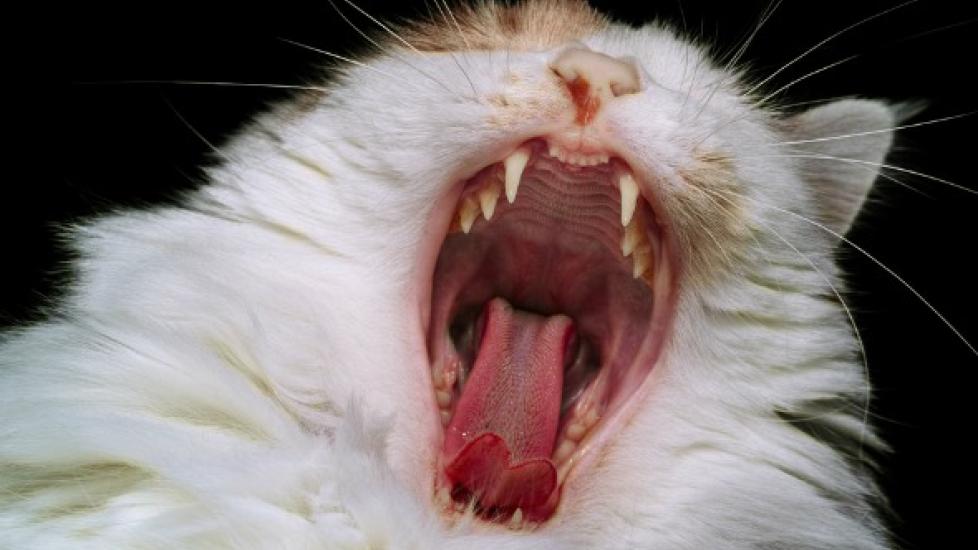 Cat Jaws Cat Jaws