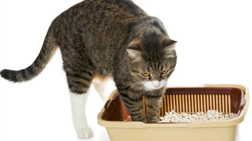 What To Do About Common Urinary Problems in Cats