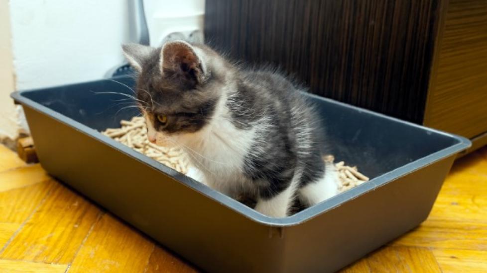 bladder infection cats, urethral tract infection, blatter - Main Image