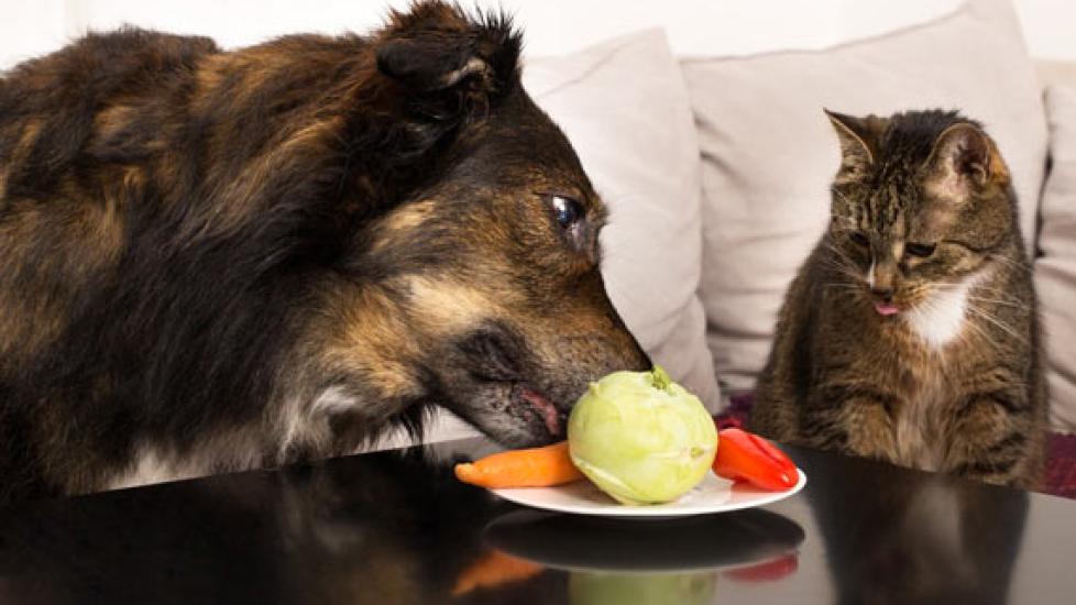 More Evidence That Dogs Can Be Vegetarians… And Cats Can’t