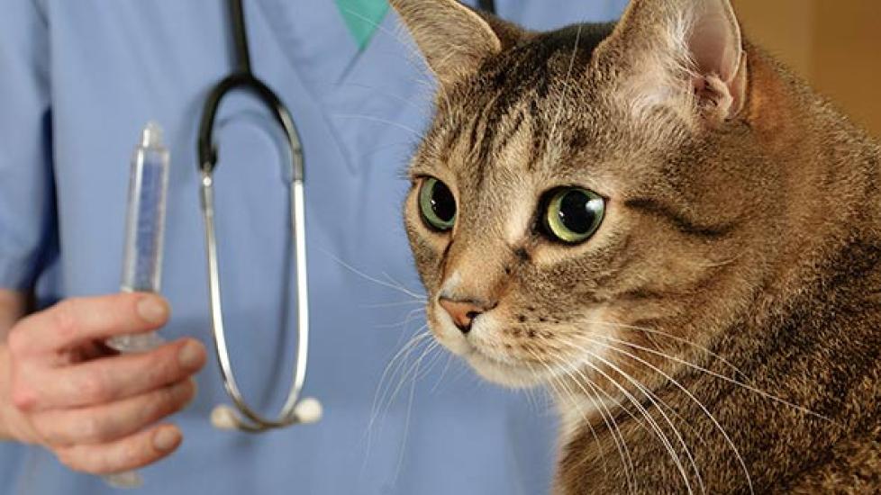 Why Do Veterinarians Charge as Much as They Do? What You Are Paying for at the Vet PetMD