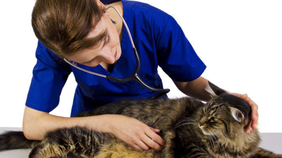 can cats spread diseases to dogs