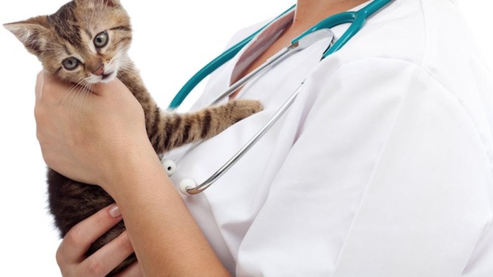How Much Does it Cost to Spay a Cat? PetMD