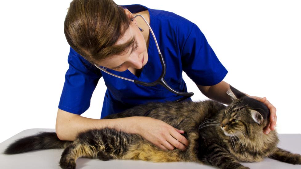 Enlarged Liver in Cats