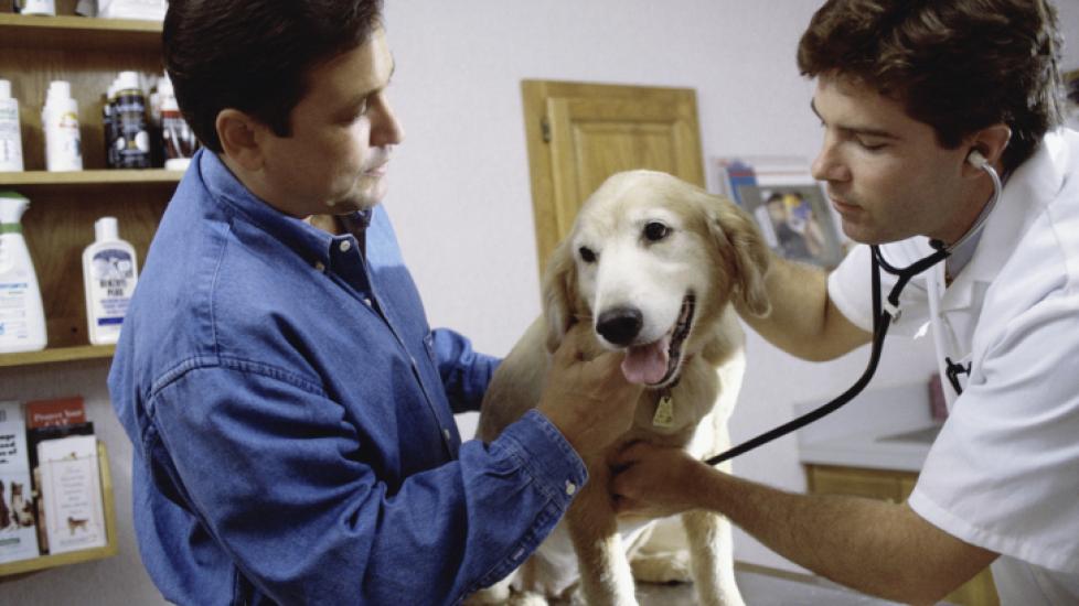 Brain Tumor (Astrocytoma) in Dogs