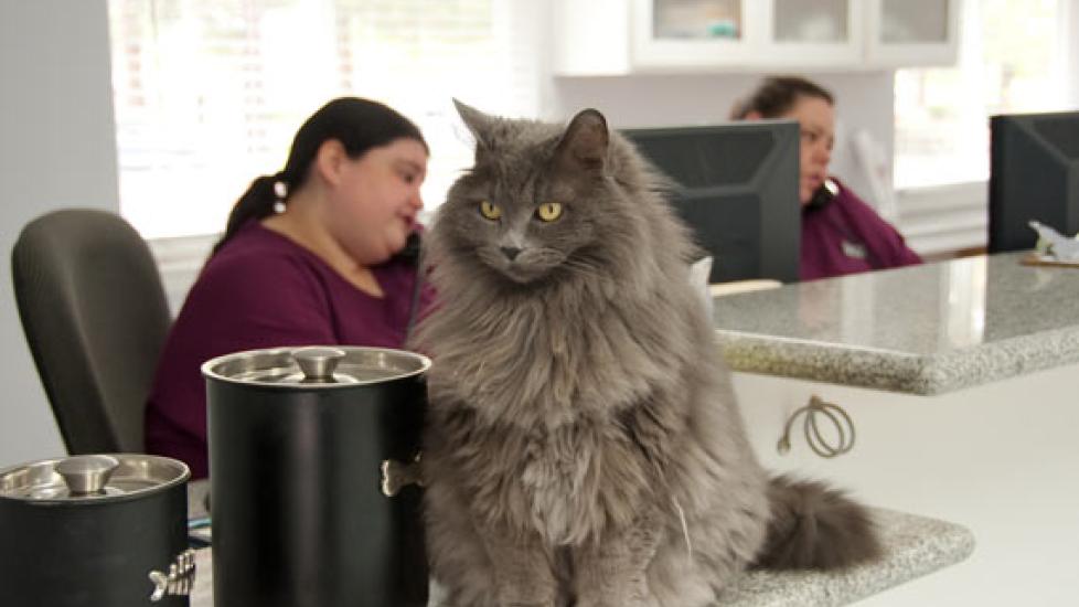 The Under Appreciated And Multi Talented Veterinary Receptionist PetMD   Veterinary Reception Shutterstock 51517768 