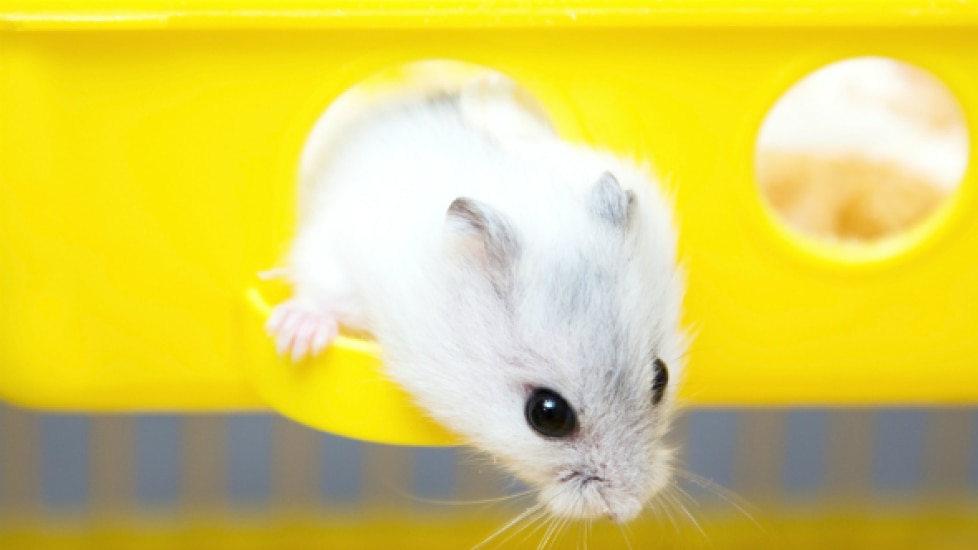 Vitamin E Deficiency in Hamsters