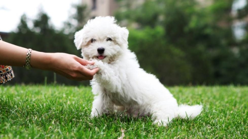 6 Ways for You and Your Pet to Give Back