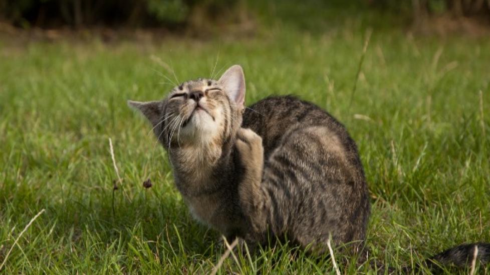 Botfly Infestation: How to Handle Warbles in Cats