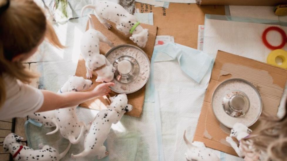 Weaning Puppies How to Wean Puppies and When to Start PetMD