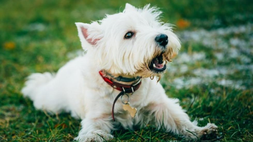 How to train a store westie not to bark