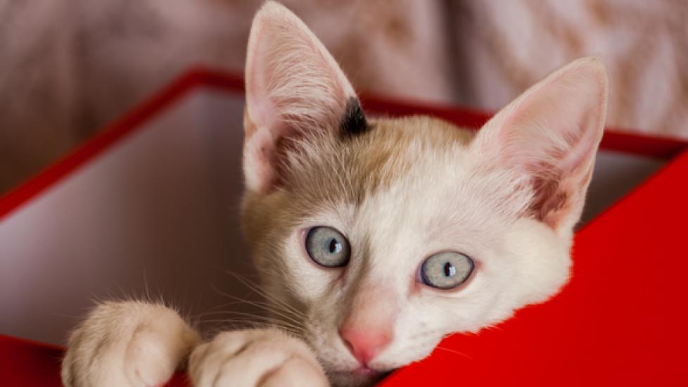 Five Things Every Cat Needs to Stay Healthy