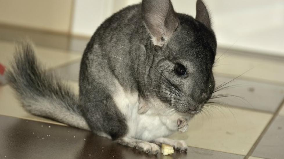 What Do Chinchillas Eat? | PetMD