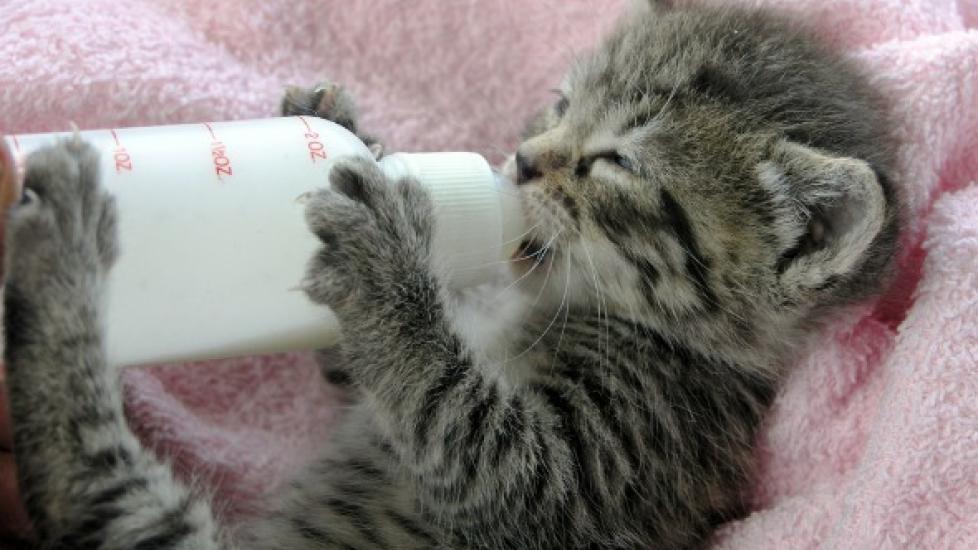 Weaning Kittens How and When What to Feed a Kitten Bottle Feeding