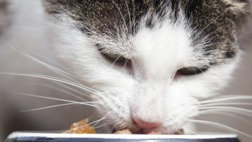 Whisker Fatigue in Cats: What it is and How to Help
