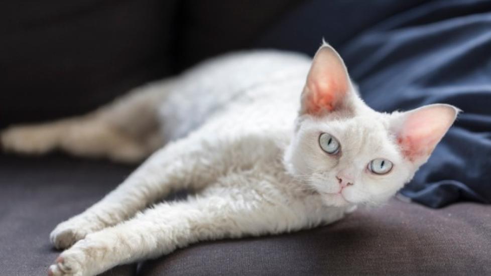 why-is-my-cat-losing-weight-weight-loss-in-cats-petmd