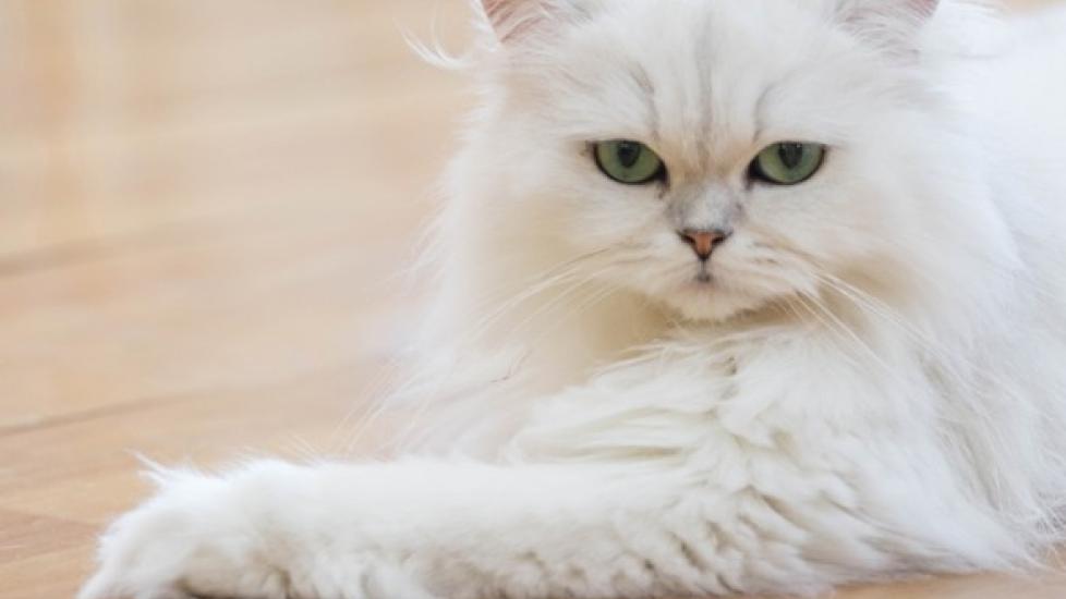 What You Need to Know Before Bringing Home a Persian Cat