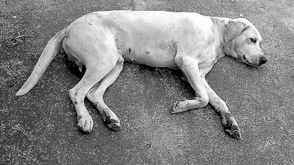 动物关节护理101:你的宠物有关节炎治疗清单吗?(第2部分)