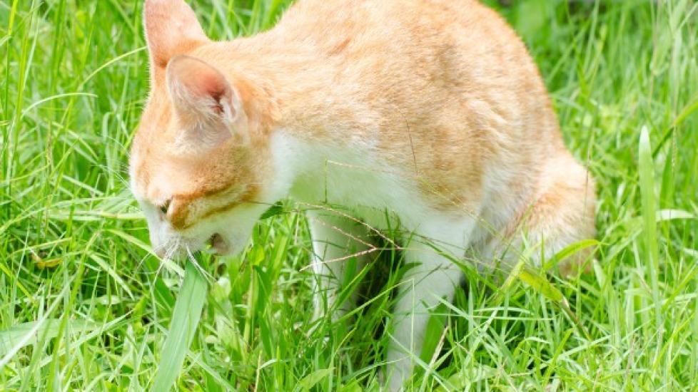 Can Dogs Eat Catnip Grass