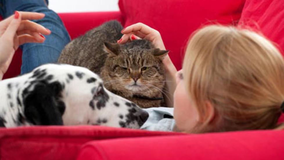 Benefits of In-Home Pet Boarding