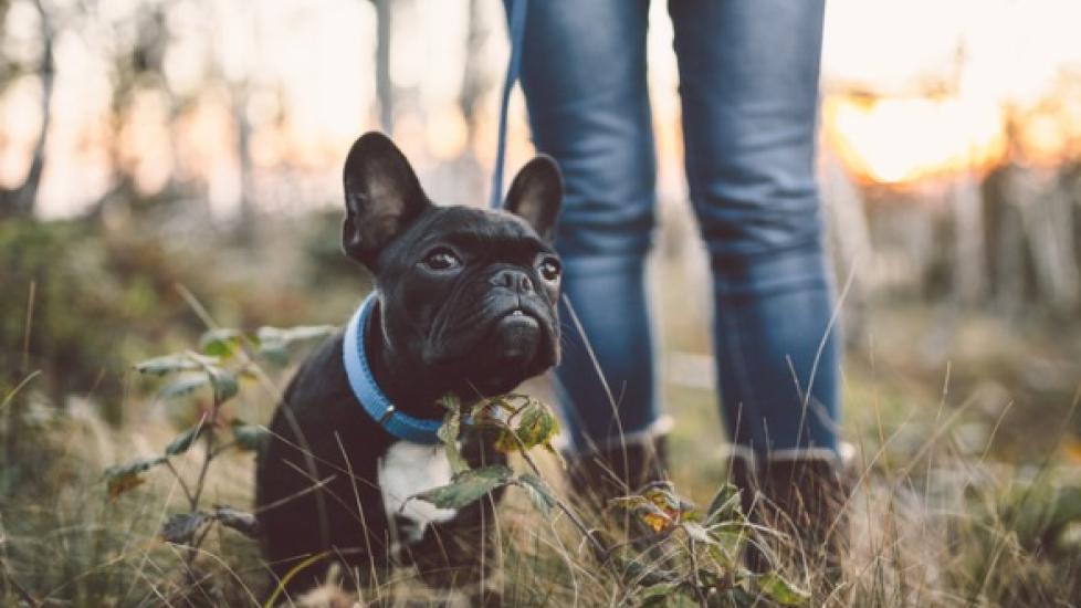 8 Ways to Shake Up Your Dog Walking Routine