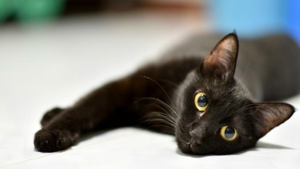 Worms in Cats: Causes, Symptoms, and Treatment