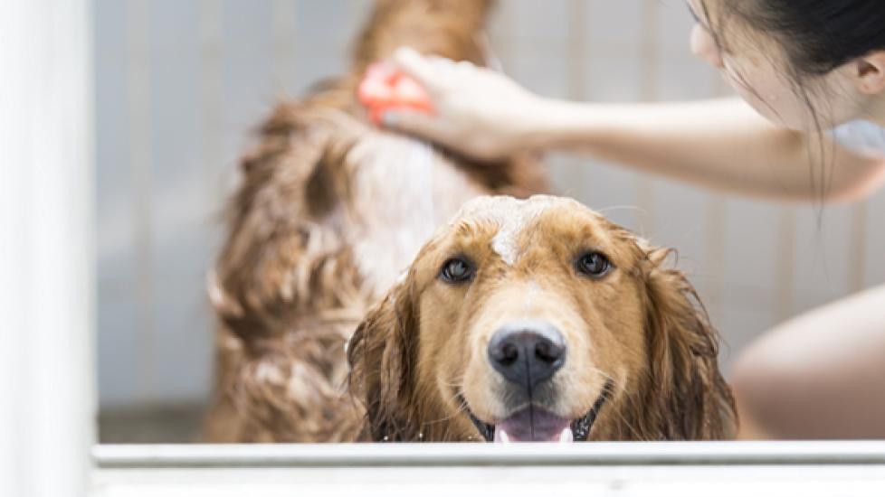 Dog Hair How To Keep Dog Coat Shiny Year-Round Coat Care For Pets