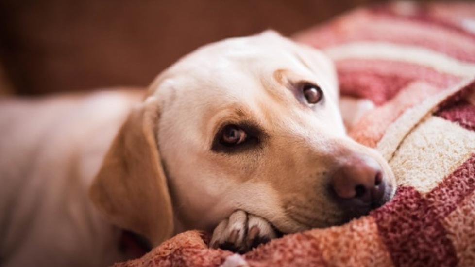 Is Tylenol Safe for Dogs? PetMD
