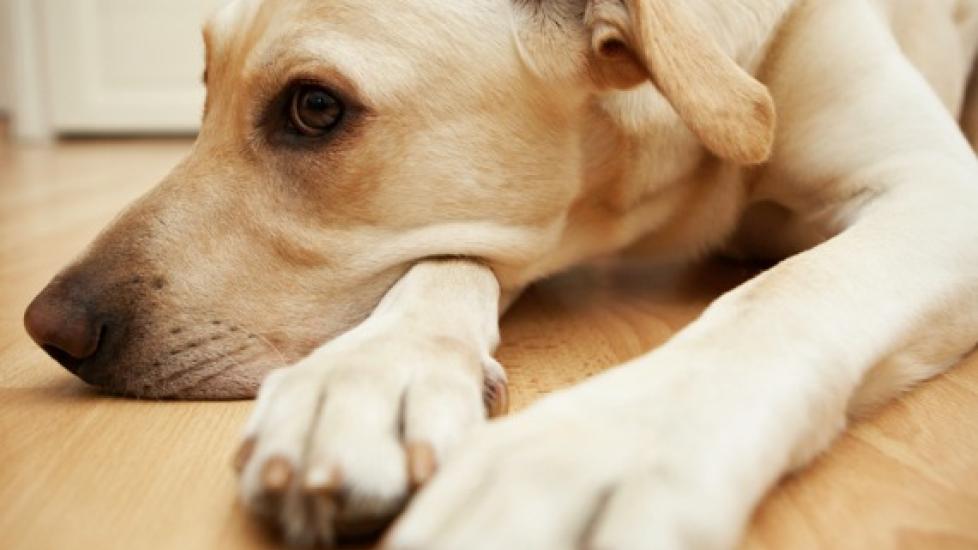 What Should I Do If My Dog Ate Weed? PetMD