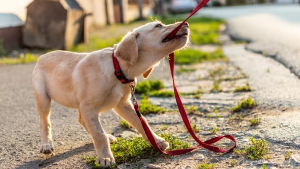 yellow labrador puppy pulling on his leash