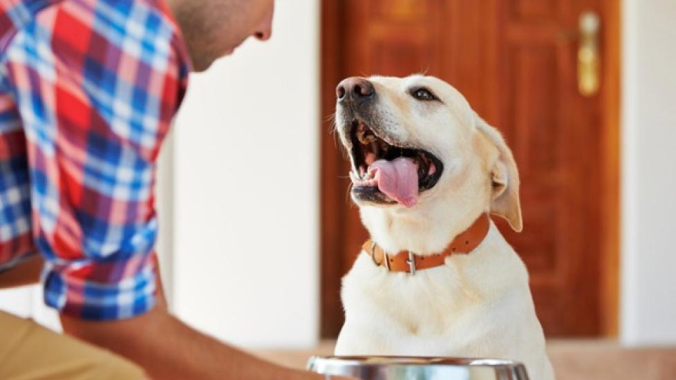 Are You Feeding Your Dog the Right Amount?